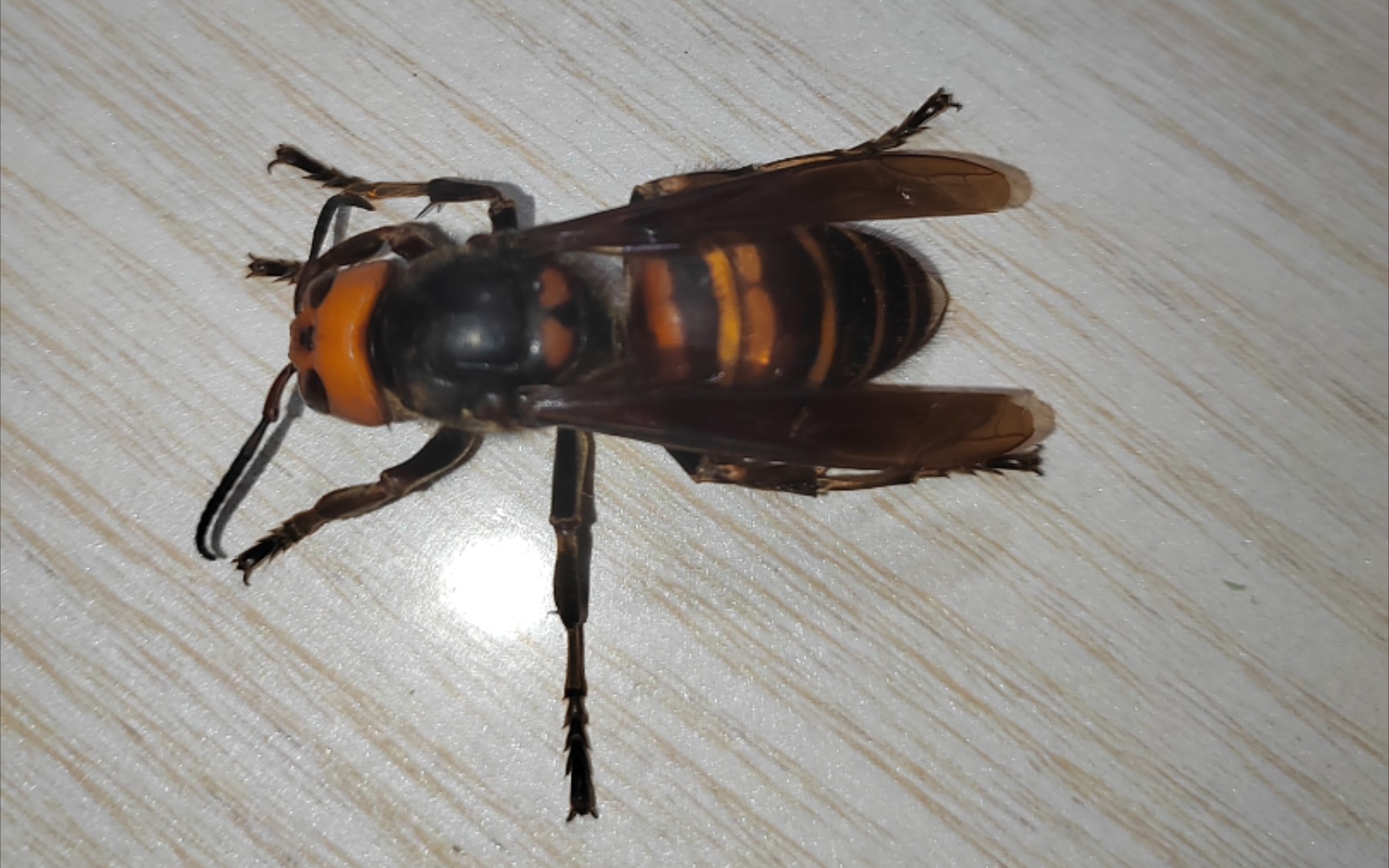 张氏斧螳和金环胡蜂的冲突