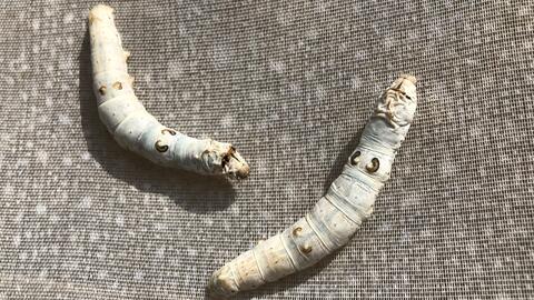 怎么判断蚕是否到了吐丝结茧期 只要看这2个地方 就能轻松辨别 哔哩哔哩 怎么判断蚕是否到了吐丝结茧期 只要看这2个地方 就能轻松辨别 哔哩哔哩