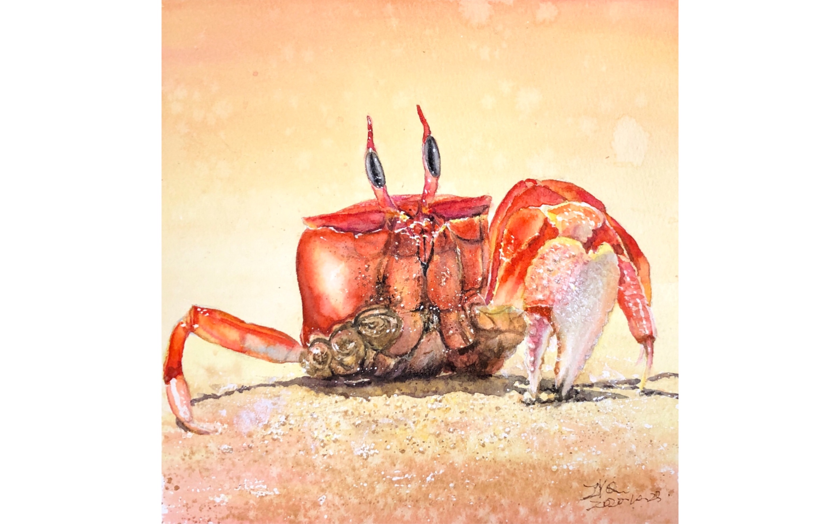 【水彩招潮蟹】_哔哩哔哩 (゜-゜)つロ 干杯~-bilibili