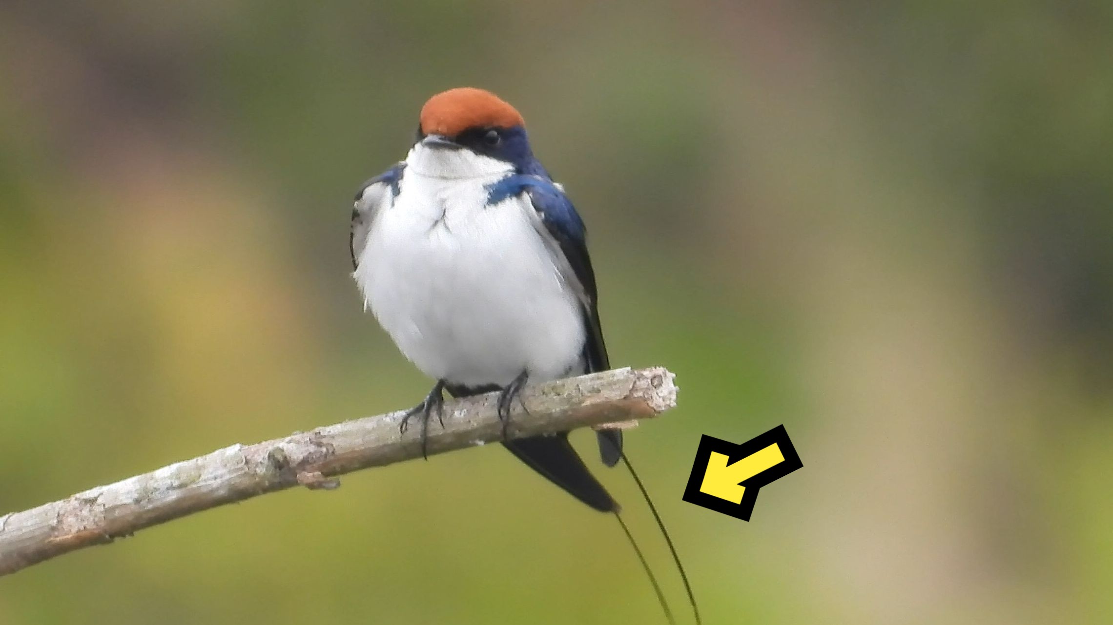 线尾燕,鸟如其名