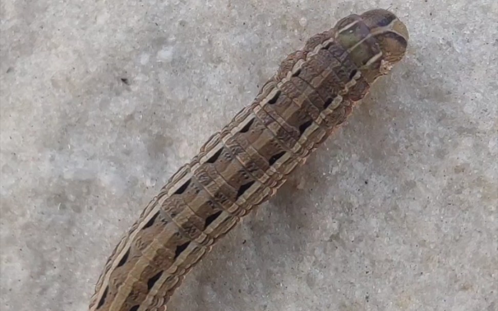 淡剑贪夜蛾幼虫