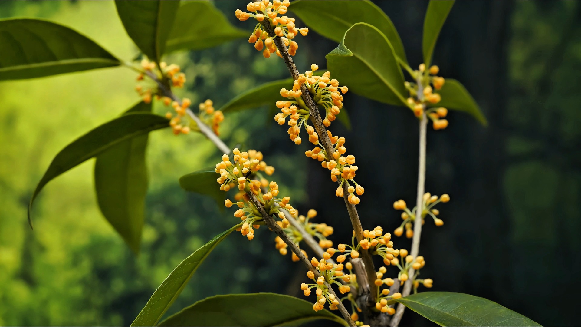 【原创】【延时摄影】每天来看一朵花开/桂花(金桂)哔哩哔哩bilibili