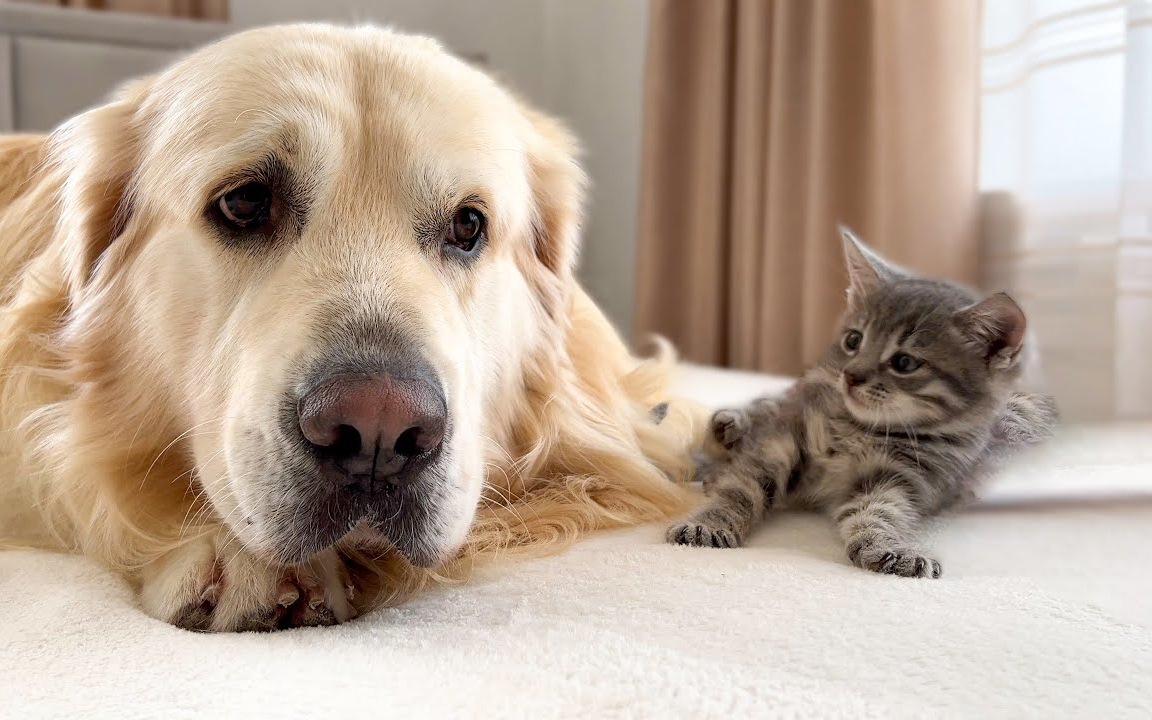 大金毛和小奶猫变成了好朋友