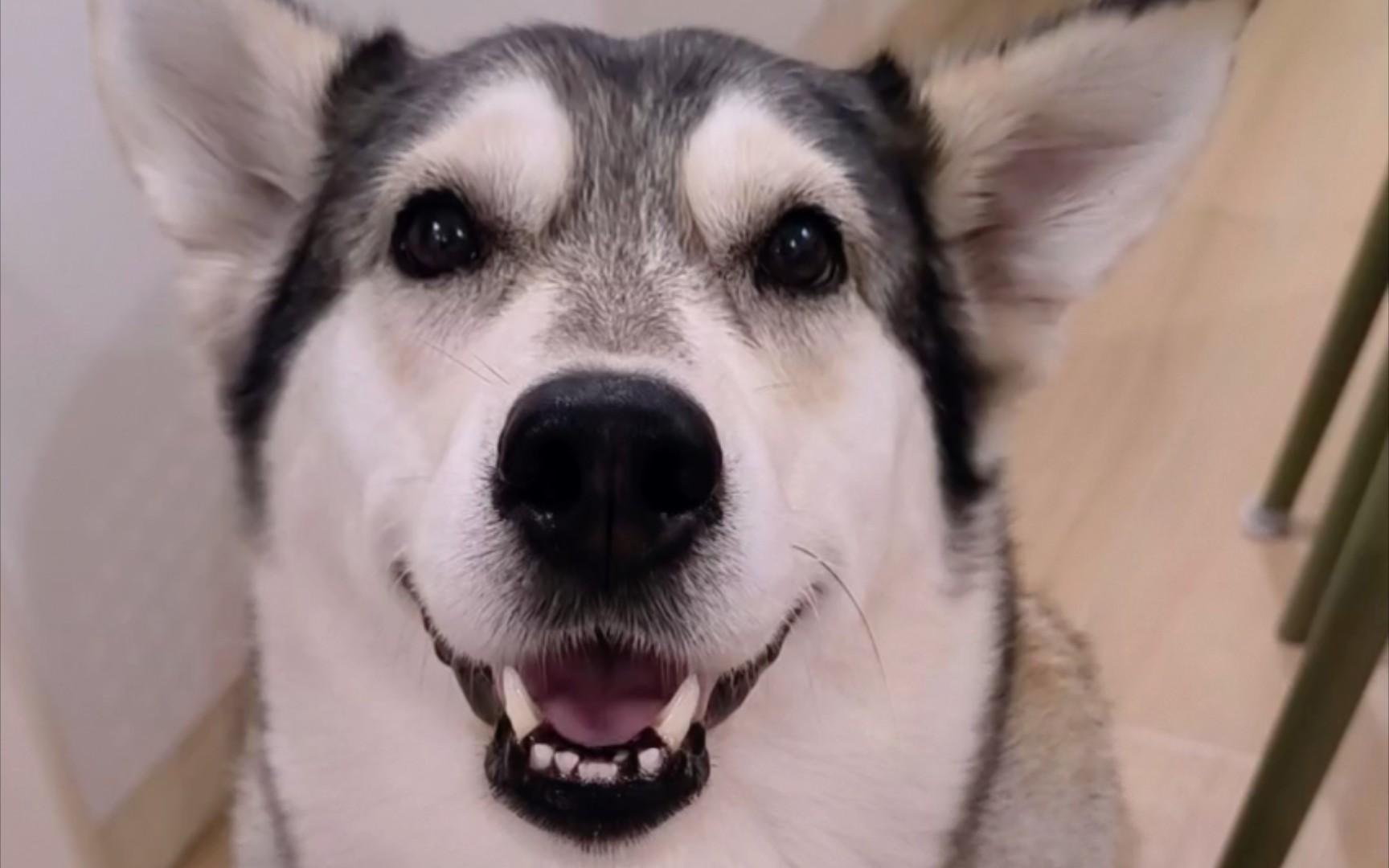 盛装出动!美颜狗的搞笑生活秀