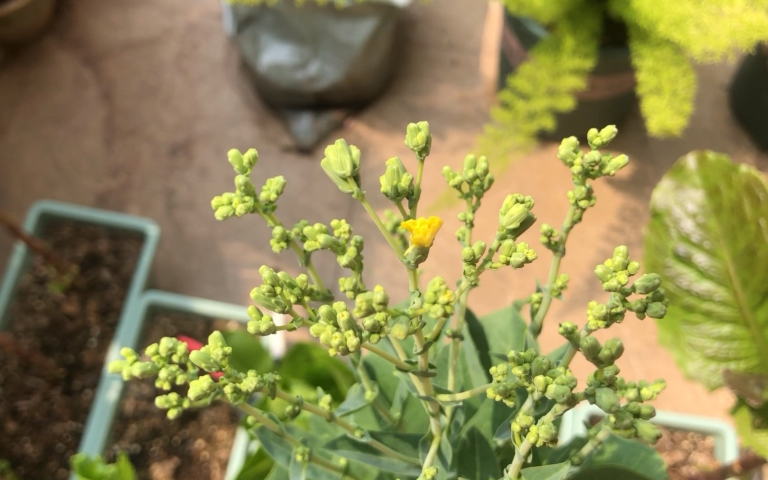 3.16 开花儿的生菜