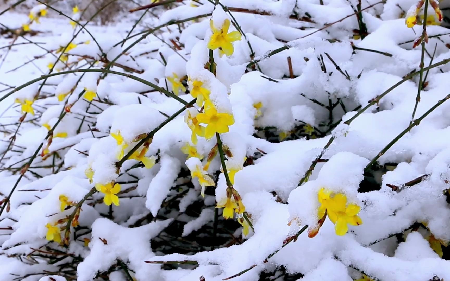 【山东理工大学】春雪 白雪却嫌春色晚,故穿庭树作飞花