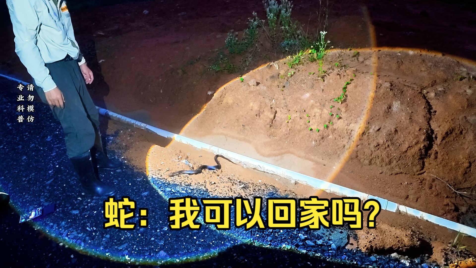 蛇：我可以回家吗？