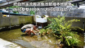 Descargar video: 把自然溪流搬进鱼池，繁殖本地鳜鱼第180天，彻底成功了