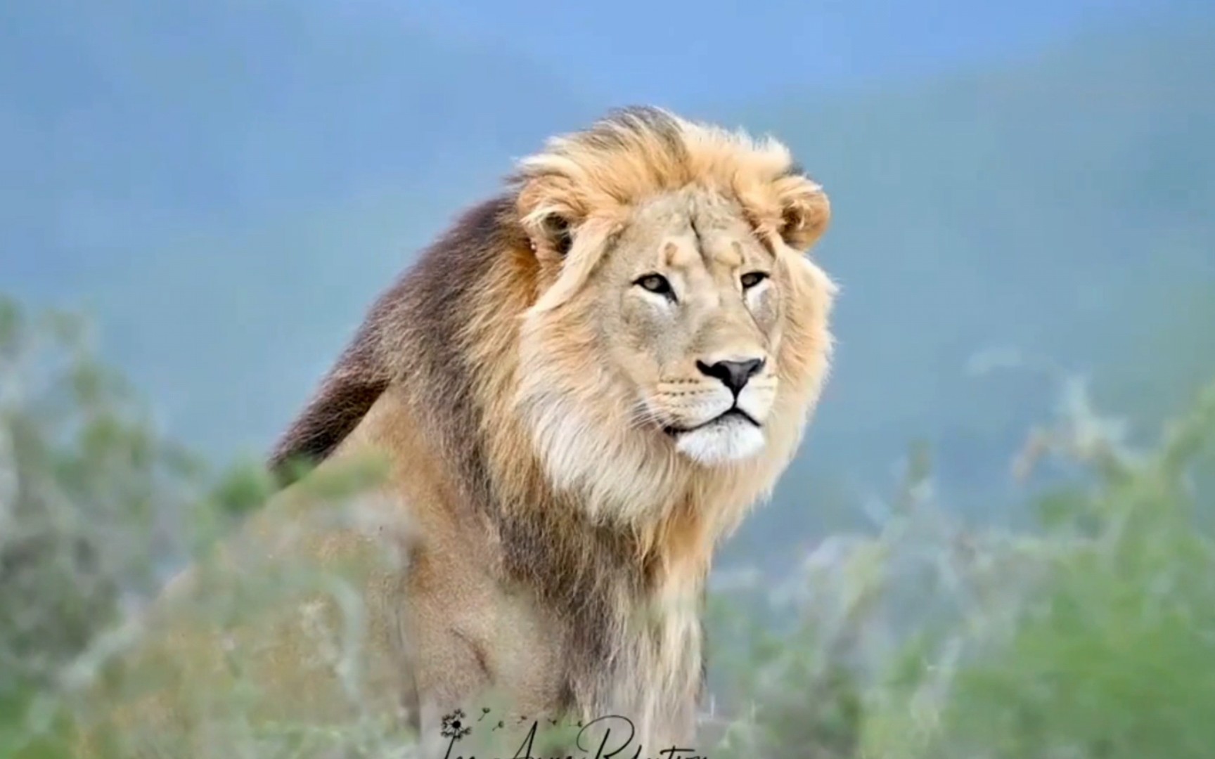 人气爆棚的杰克!一头很帅气的沙漠狮