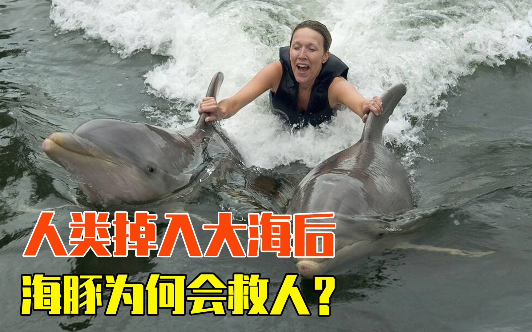海豚为什么会救人?图片