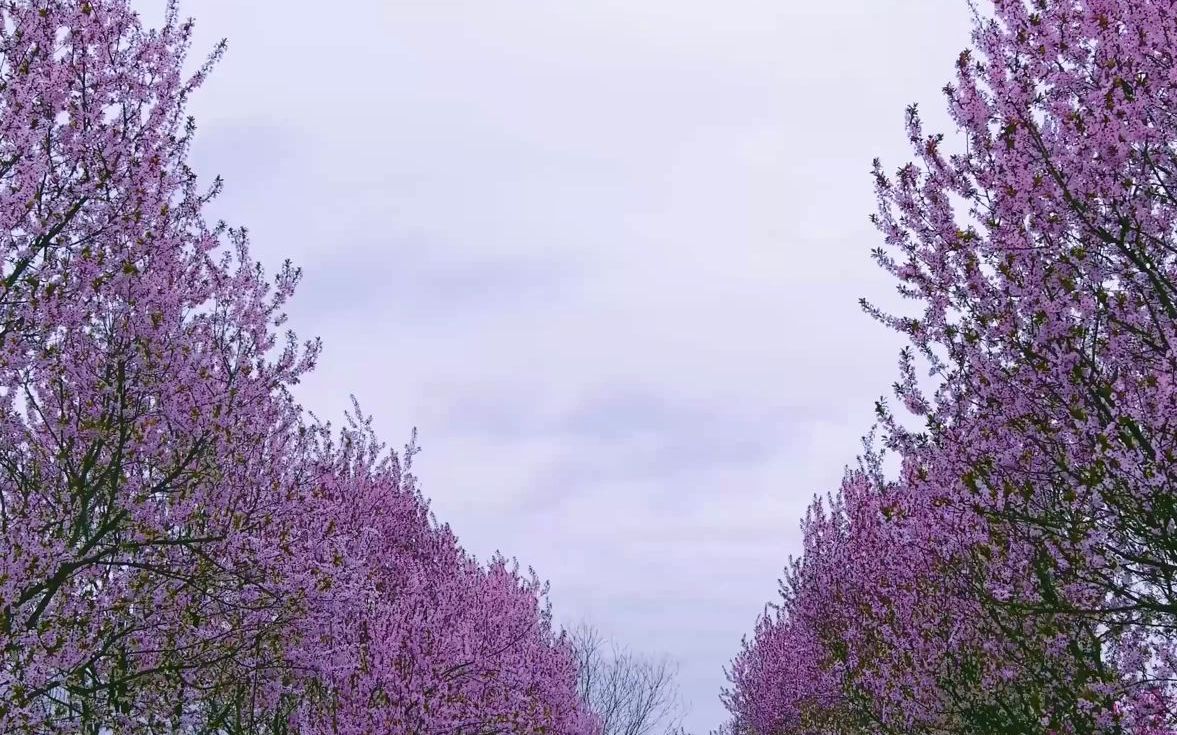 春天花开有期平凉花花.哔哩哔哩bilibili