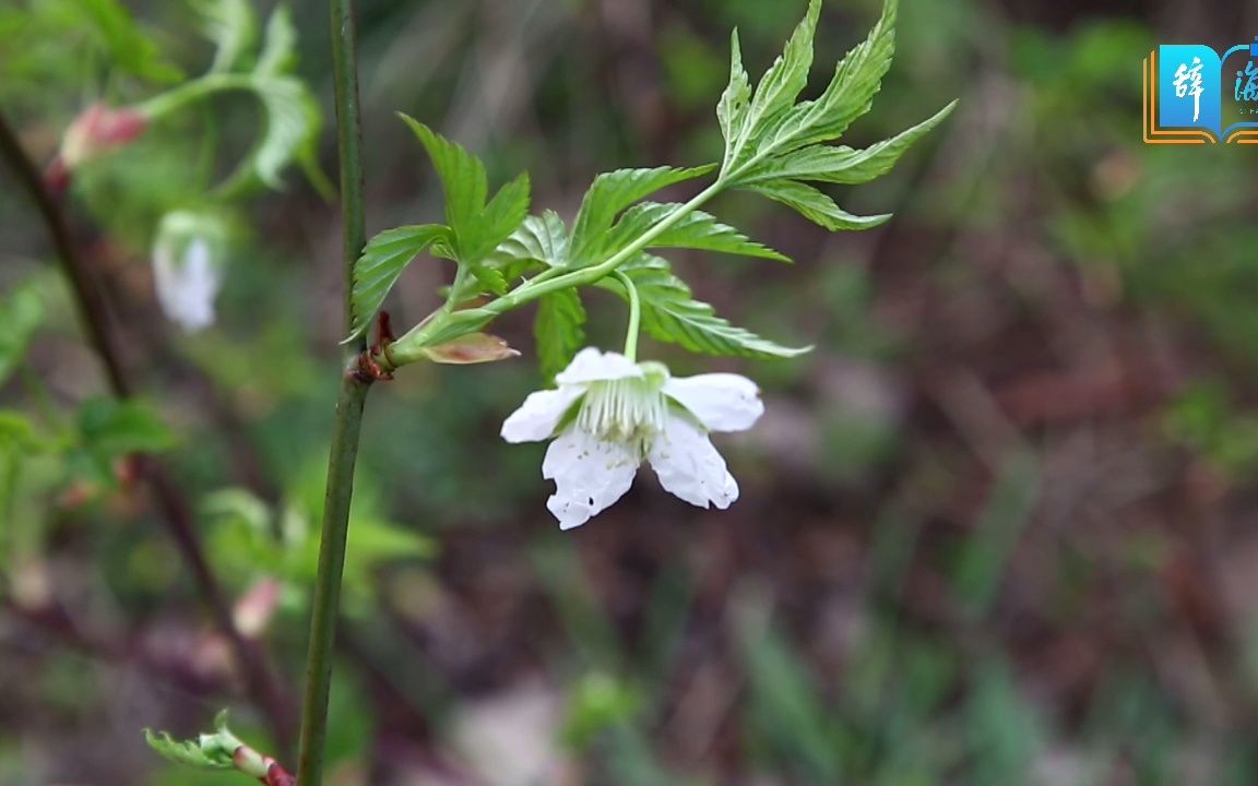 辞海视频辞海带你认识掌叶覆盆子