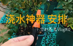 Скачать видео: 【月季】DIY滴灌系统，以后浇水 一键搞定