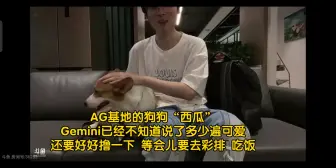 Download Video: AG基地的狗狗“西瓜” Gemini已经不知道说了多少遍可爱 还要好好撸一下 等会儿要去彩排 吃饭