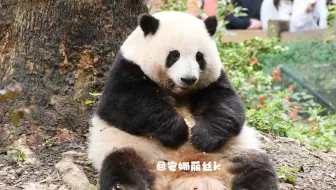 呜呜呜，打包转身坐端正，我的立耳小花太乖乖啦！