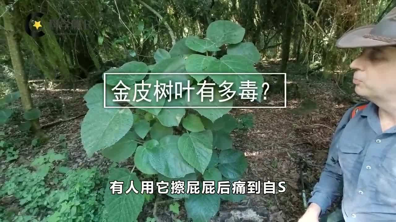 金皮树叶有多毒?有人用它擦屁屁痛到自杀,英国想用它制生化武器