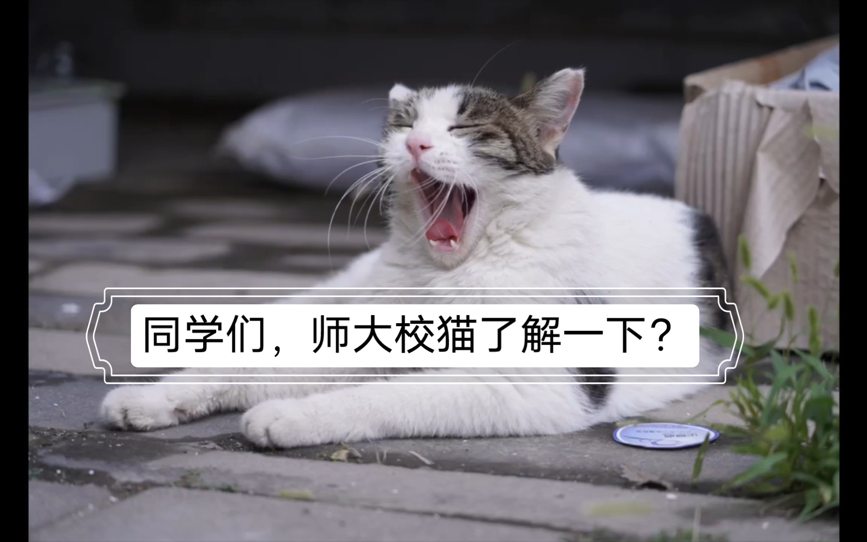 同学们,师大校猫了解一下?哔哩哔哩bilibili