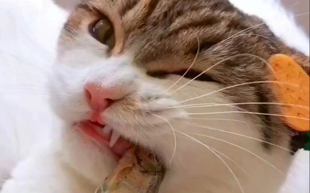 吃播喵星人,猫咪在线吃小鱼干,太可爱了