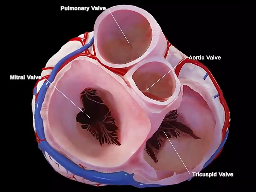 心脏横切面及其瓣膜哔哩哔哩bilibili