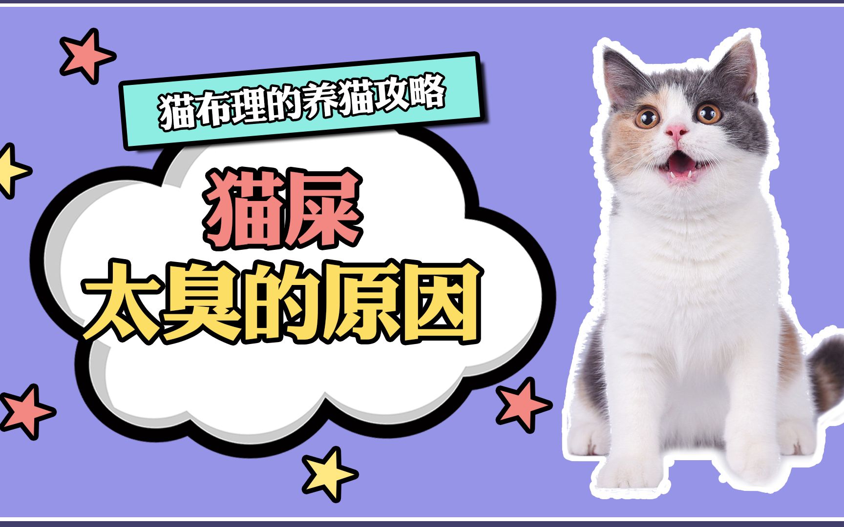 猫屎为什么会这么臭?哔哩哔哩bilibili