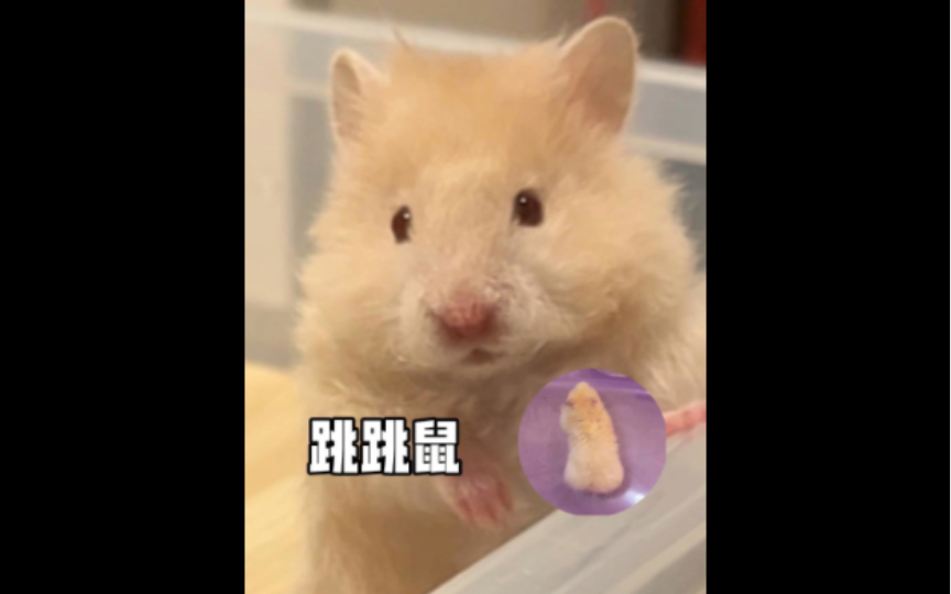 跳跳跳跳跳跳鼠