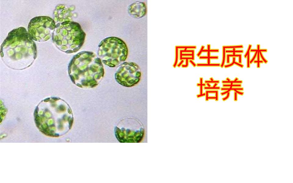 [图]【实验】原生质体培养方法，植物组织培养