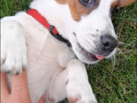 这是你想要的小妖精吗?#杰克罗素梗#萌宠#养狗#警犬#工作犬