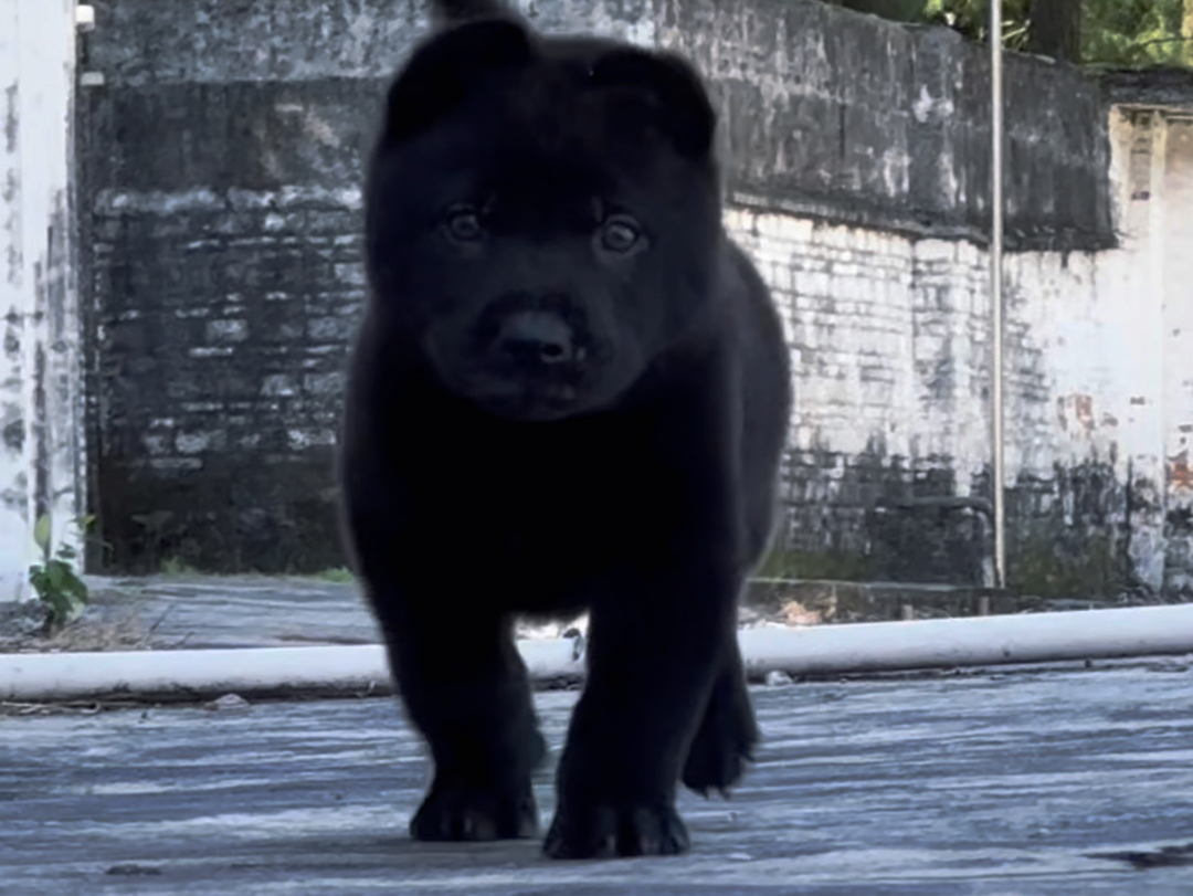 中华田园犬之五黑犬,武能看家护院,文能陪伴家人哔哩哔哩bilibili