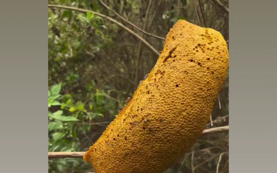 纯天然小排蜂蜂蜜