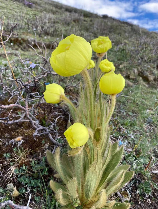 [图]花的美好绿色的森林和谐的自然你我与天地间的生生相息