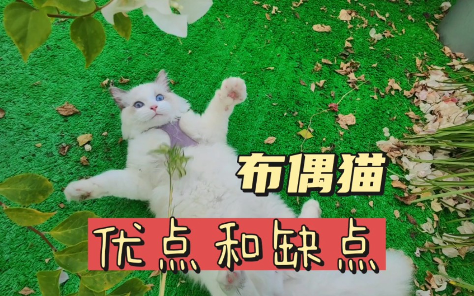 布偶猫必需要了解的优点和缺点1哔哩哔哩bilibili