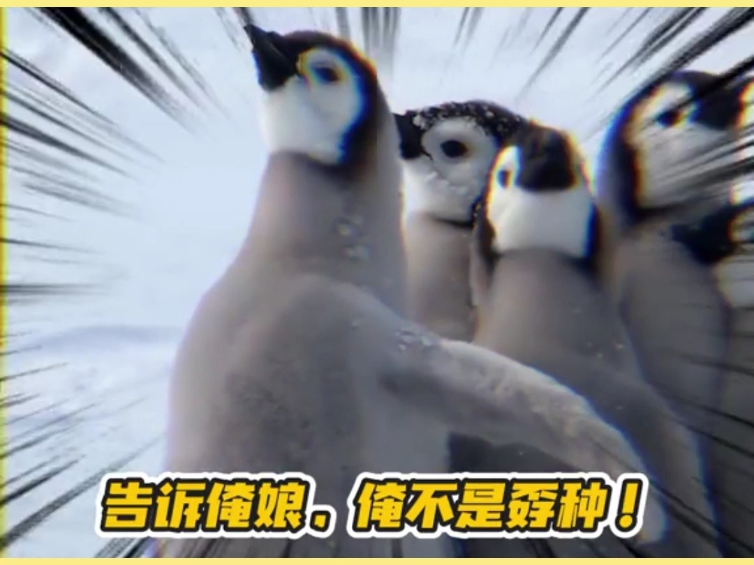 宝别怕你阿德利叔叔来了~_企鹅