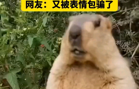 土拨鼠尖叫名场面