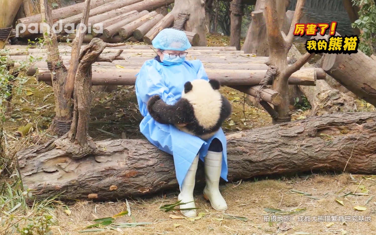 [图]《厉害了，我的熊猫》第44期 这样盘熊猫！