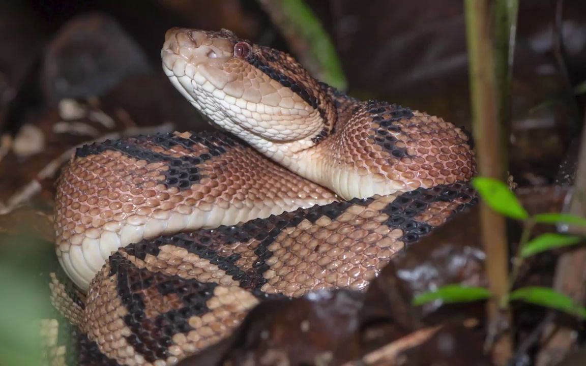 南美丛林霸主—南美巨蝮_哔哩哔哩_bilibili