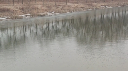 北宋苏轼的《春江晚景》竹外桃花三两枝,春江水暖鸭先知.篓篙满地芦芽短,正是河豚欲上时.哔哩哔哩bilibili