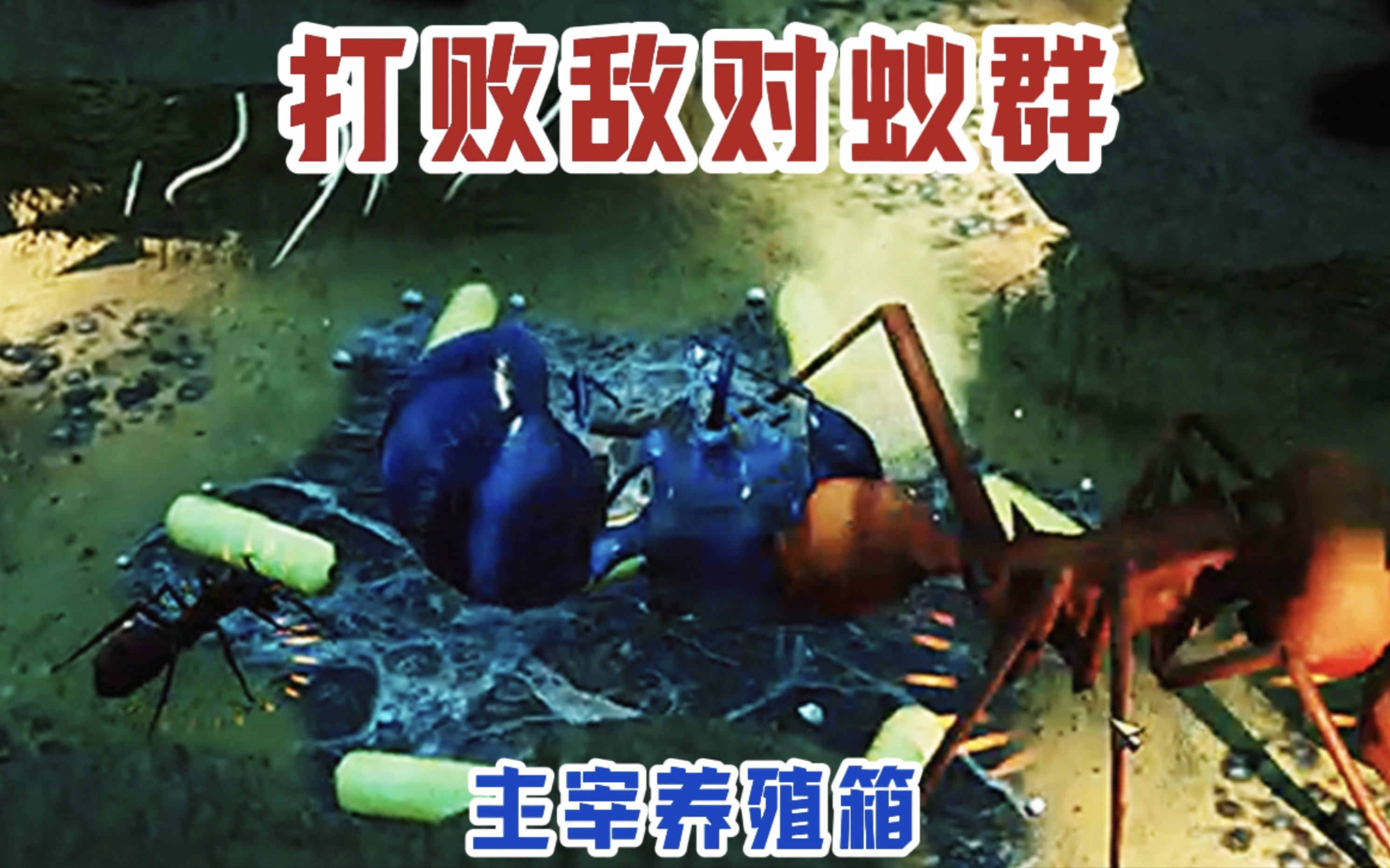地下蚁国养殖箱挑战3