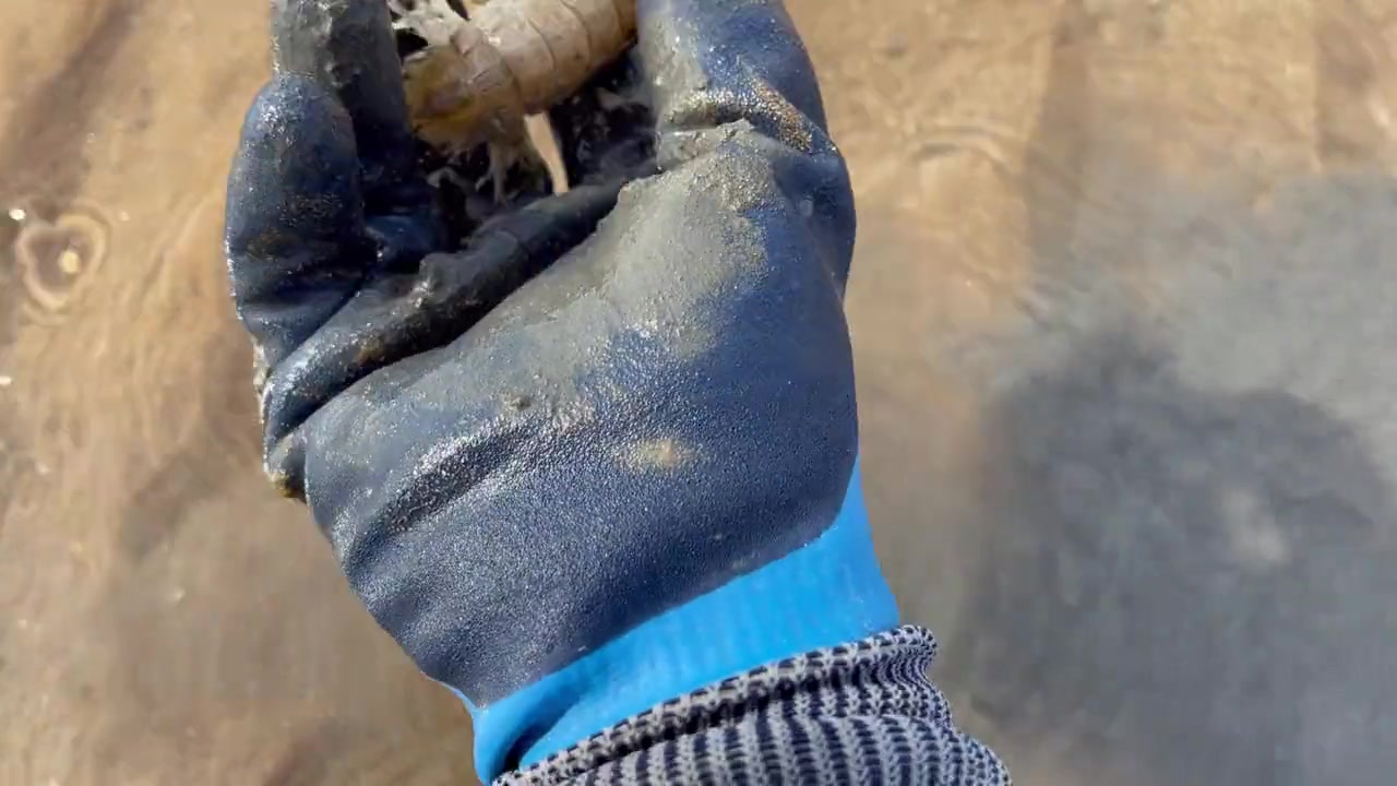 美好的一天从赶海开始~新农人计划2021