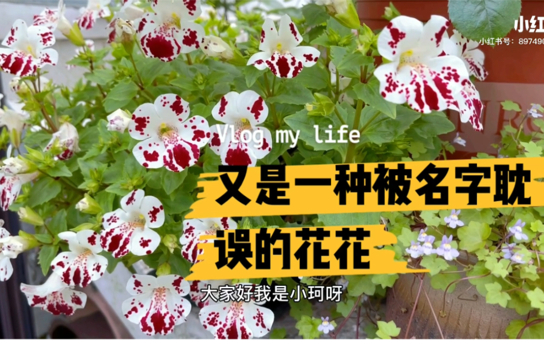 又是一种被名字耽误的花花“猴面花”【小珂的花园情话】哔哩哔哩bilibili