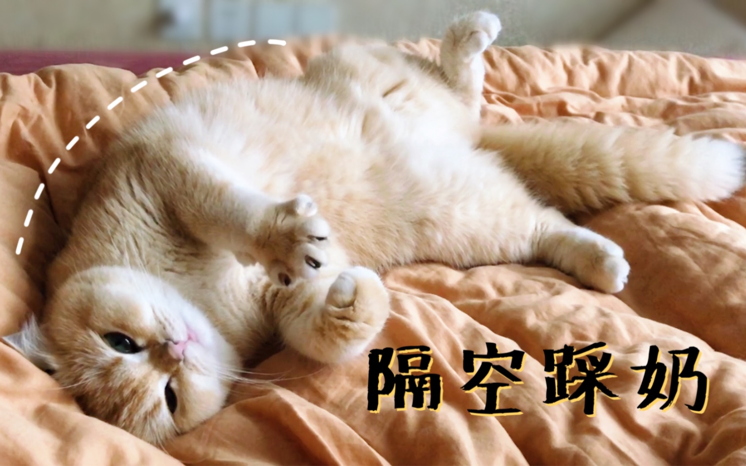 进来吸奶猫!老奶猫肥四终于学会隔空踩奶啦哔哩哔哩bilibili