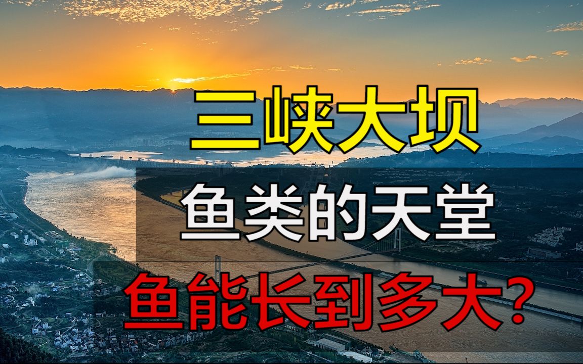 蓄水20多年的三峡大坝,严禁捕捞,现在最大的鱼能有多大?哔哩哔哩bilibili