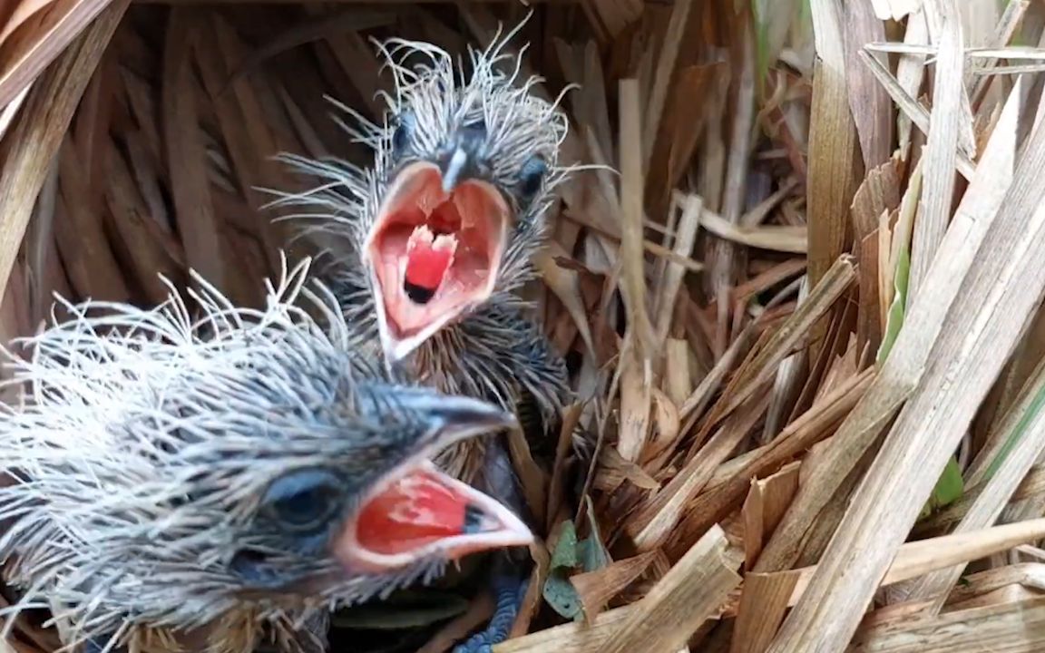 逗死我啦!为了一口饭吃,两只红毛鸡幼鸟打得不可开交