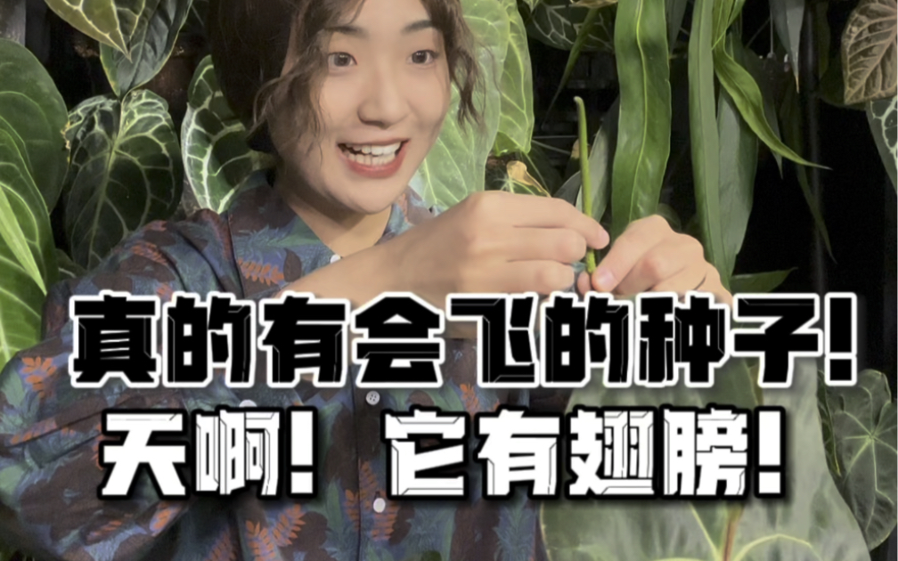 植物爱好者日常|真的有会飞的种子耶!!哔哩哔哩bilibili