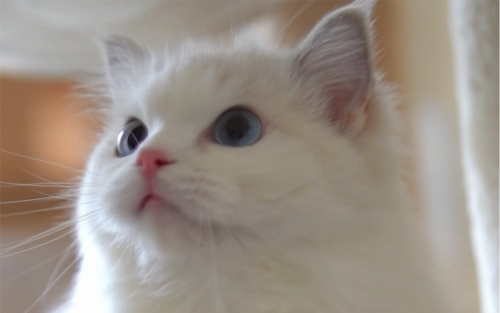 成都山猫布偶猫找家长,价格不贵