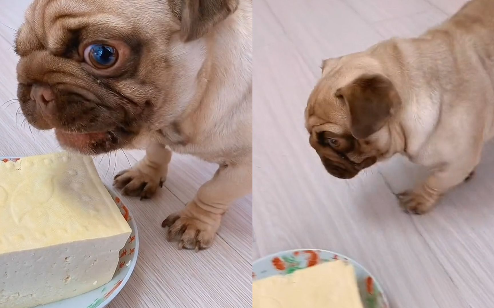 狗狗护食对主人龇牙咧嘴,主人跟其说明用途,随后狗子反应亮了