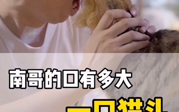 来挑战南哥一口吞猫头看你口大还是猫头大咬猫头一口火龙果北京哪里有