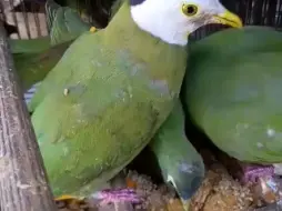 Скачать видео: 黑项果鸠 彩色咕咕