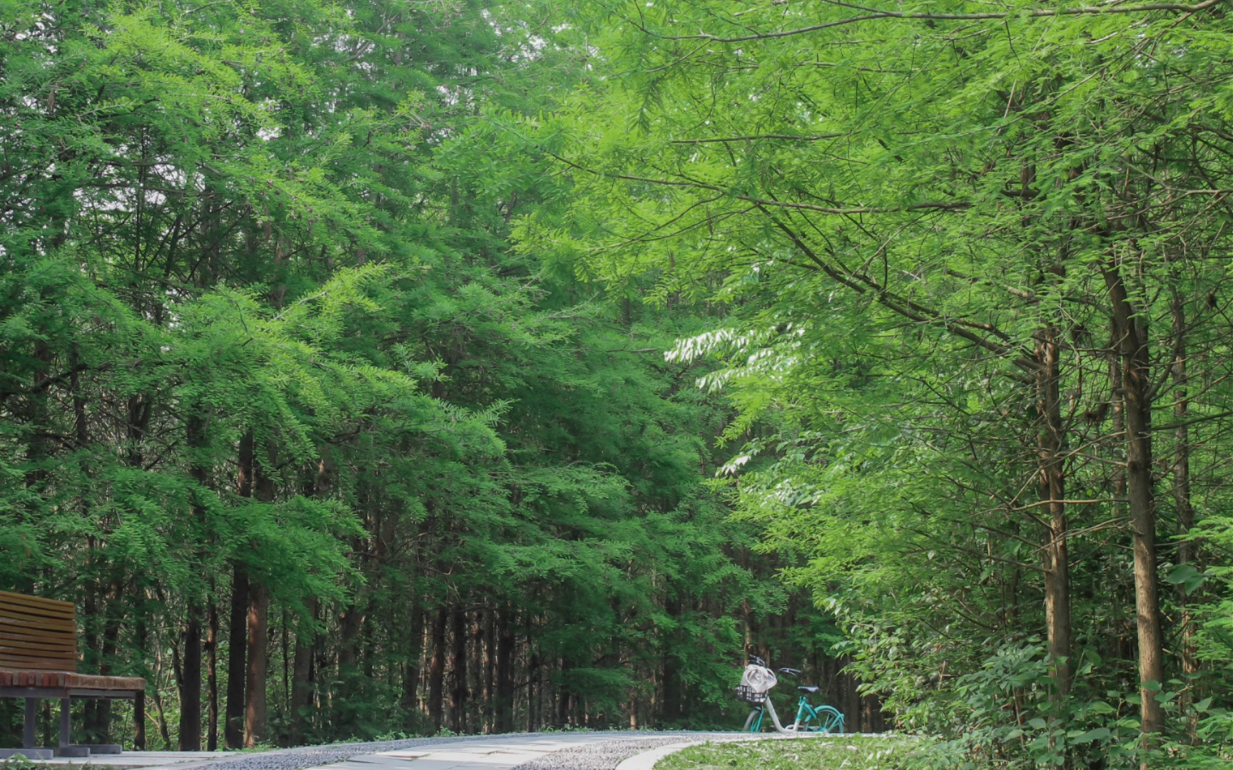 是城市里的小森林!