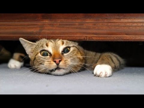 the very best and funniest cat moments - funny cat compilation