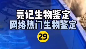 亮记生物鉴定 网络热传生物鉴定24 哔哩哔哩 Bilibili